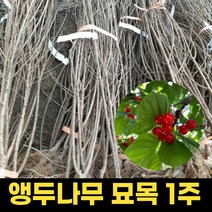 앵두나무 식목일 묘목 원예 1주 접목 앵두묘목 유실수 조경수