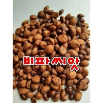 완도산 비파씨앗 1KG