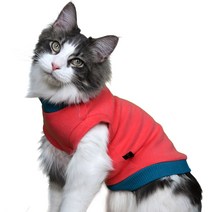 코코테일 고양이 티셔츠, 네온코랄