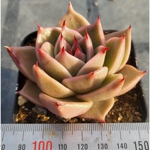 (보나다육) 환엽 제이드스타 다육 ㅡ 예쁜 국민 다육이 키우기