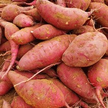 해남 꿀 밤 고구마 햇 10kg 5kg 3kg 못난이 한입, 대 3kg, 1개