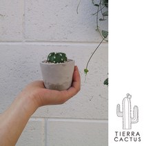 *티에라선인장* 초미니화분 *백도선 *수박 *금호 *백운각 *신단모환 선인장 - 미니시멘트 화분, 신단모환
