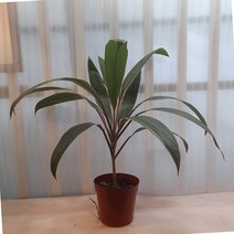 [꽃파는농부] 코르딜리네 프루티코사 홍죽 아이차카, 1개