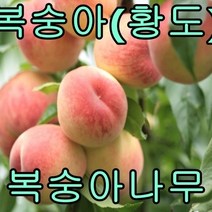 황도 복숭아나무 접1년특묘 2그루 나무 묘목 과일나무 유실수 과실수 꽃나무