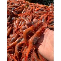 홍새우 1kg 동해 안 자연산 활 생물 급냉 단새우 아마애비 국산 홍새우회 초밥 직접경매, 1개, 홍새우 1킬로(50-60내외)