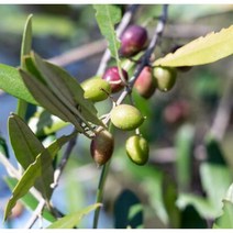 올리브(실베스트)10CM포트(3개묶음)묘목/dd2580