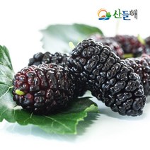 산들해 2023년 햇 오디 (급냉), 5kg, 1개