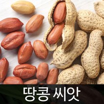 땅콩 씨앗 종자 재래종 토종 콩 peanut seed 30g, 1개