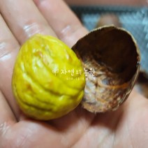 [나무판매] 자연농원 포르단 (속껍질이 잘벚겨지는 신품종밤 ) 밤나무 묘목 최소구매2개, 포르단 밤나무 상묘