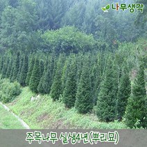 착한가격나무생각 주목나무 실생4년(뿌리묘) 10주묶음, 주