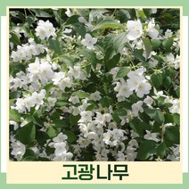 고광나무 묘목 키1m 5개
