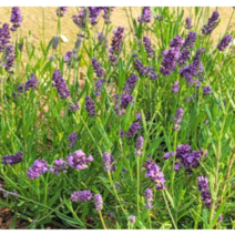 (성실J)잉글리쉬라벤더 모종 (10센치포트) 4개