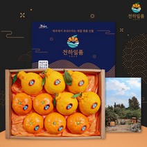 [명품패키지] 귤담원 레드향 한라봉 천혜향 명품 선물세트 3kg 5kg, 1박스, 03.레드향 선물세트 5kg 중대과(17-22과)