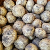 포슬포슬 햇감자 제주 햇 감자 수미감자, 감자(특) 찜/요리 1박스, 5kg