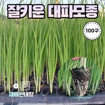 농사친구 대파 모종 흑금장대파, 대파모종 반판 100구 + 재배안내장