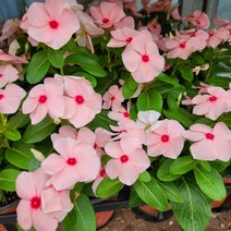 일일초 3개묶음, 3개