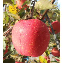 평창사과 오대산 고랭지사과 5kg 19/22과 내외 사과빵, 상세페이지 참조