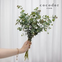 [코코도르팜] 생화 유칼립투스 블랙잭 (반단한단), 01_유칼립투스 블랙잭 (반단)