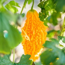 ++티앤북++씨앗 여주종자 키우기 여주 식물+++, +++_단일상품+++