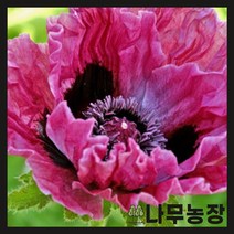 (나무농장) 수입숙근초 숙근양귀비 센트럴파크