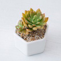 공간안애 미니다육 육각화분