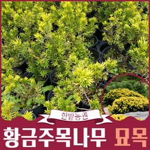 황금주목나무 묘목 화분묘 고급울타리 원예 조경용 담장 아파트정원수 상록수