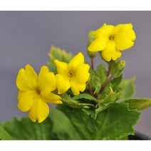 가고소앵초-옐로 10cm화분묘 (묘종 3개 묶음) 노지월동다년초 일본겨울앵초 봄개화 [꽃심야생화]