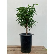 9900 벤자민 중대품 반려식물 45~70cm, 1개