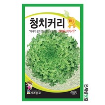 청치커리 2000립 / 상추씨앗 쌈채소씨앗 텃밭씨앗 상추씨 치커리씨앗 치커리씨