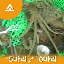 세발낙지 산낙지(소낙지) 1마리 생낙지 뻘낙지 목포낙지 무안낙지 (5마리이상 주문상품), 세발낙지(소) 10마리