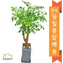 고급 대형화분 개업 축하 화분 전국 당일배송, 03. 해피트리