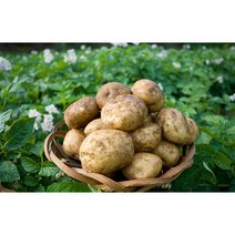 23년 정직한먹거리 감자 사이즈별 3kg 5kg 10kg, 3kg (상), 1개