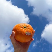 [과애모] 제주 서귀포 산지직송 특 로얄과 고당도 제주 레드향 3kg/5kg 선물용 가정용, 레드향5kg선물용