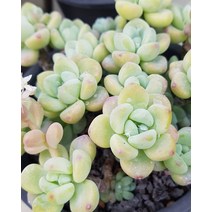 다육이식물 라울 화분 국민다육이 식물 키우기, A.02 무작위랜덤발송, 1개