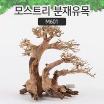 모스트리 분재유목M M601, 1개