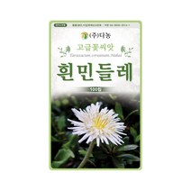 여러해살이 흰민들레 씨앗 100립 꽃 종자 약용 식용, 단품