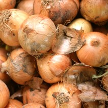 에코스킨 햇 양파 자색 양파 1kg, 선택05_자색양파(대/약 2~3개)