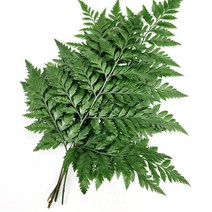 야채24닷컴 노무라 5단 (1단 5줄기), 1개