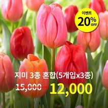 네덜란드 튤립 구근 15개입 (지미3종믹스_5개x3종_오렌지 핑크 레드), 지미 3종 믹스(15개입)