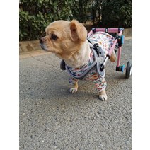 소형견 전용 휠체어 산착보조 디스크 수술재활 고양이, S 흰색 표준 모델