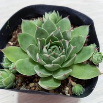 [혀느의정원]호랑이발톱, 1개