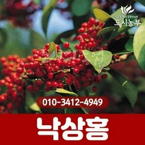 낙상홍 1m 나무 묘목 도시농부
