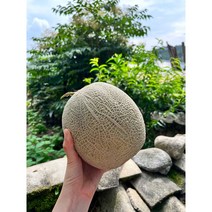 달콤 가득 허니듀 멜론 머스크 멜론, 머스크 멜론(국내산), 3수, 1개