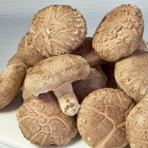 [산지직송] 영동 생 표고버섯 1kg (상/특) 가정용 800g, 생 표고버섯 특품 1kg, 1개