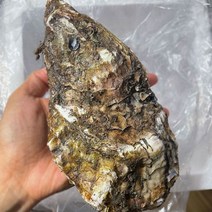 통영 삼배체굴 대왕굴 2kg, 프리미엄 삼배체굴 2kg, 1개