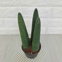 스투키 3두 실내공기정화식물 선인장 다육 공기청정식물, 단품, 1개