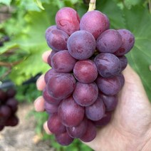 경산 홍주씨들리스 신품종포도 레드샤인머스캣 2kg, 1개