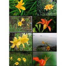 사계원추리 구근 30개