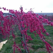 묘목 /수양홍도화/수양꽃복숭아 (적색) (中분) W1436