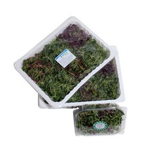 웅이네 어린잎 새싹 채소, 1팩, 250g